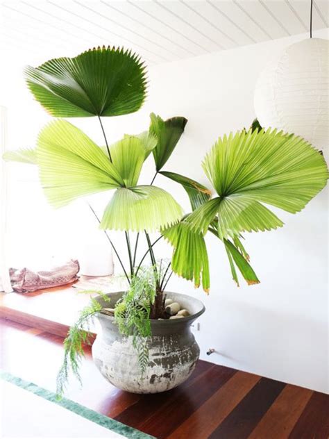 室內闊葉植物|耐陰又好養的九種大型室內植栽推薦，沒有陽光也能享。